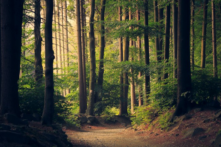 林间阳光示意 / Sunlight through trees, illustrative photo
